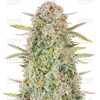 Herbies Seeds